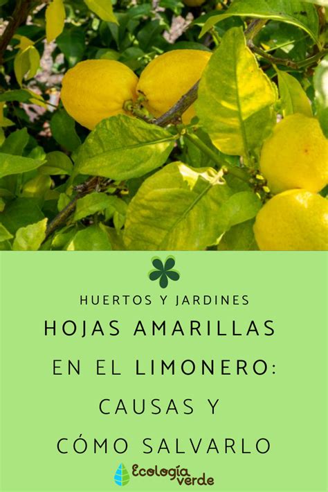 hojas amarillas del limonero|Hojas Amarillas En El Limonero Causas y Solución Para Salvarlo